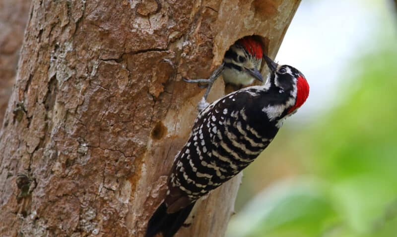 Alameda Post - two woodpeckers with red heads look at each other. One is in a hole in a tree.