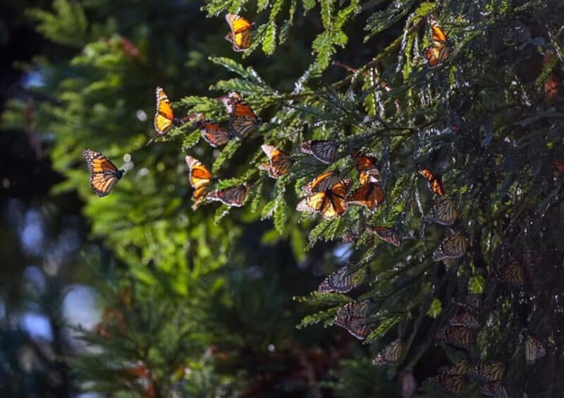 Alameda Post - butterflies decorate a tree branch