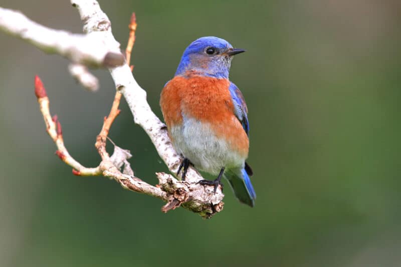 Alameda Post - an orange and blue bird sits on a branch 