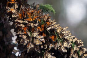 Alameda Post - Monarch butterflies