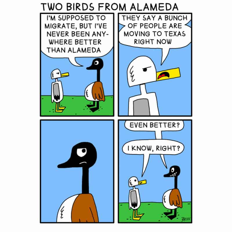 Alameda Post - Two Birds from Alameda for November 17, 2022. Text: First panel - Seagull and Goose looking at each other, Goose says 'I'm supposed to migrate but I've never been anywhere better than Alameda' Second panel - Seagull says 'They say a bunch of people are moving to Texas right now' Third panel - Goose thinking. Fourth panel - Seagull and Goose smiling. Goose says 'Even better?' and Seagull says 'I know, right?'