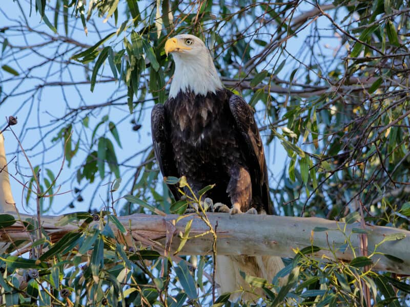 Alameda Post - a bald eagle sits in a tree on Bay Farm Island. Photo Nicolas Bamberski.