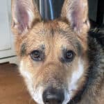 Alameda Post – Bear's-Eye View for December 4, 2022 – Mouf all wet from the rain