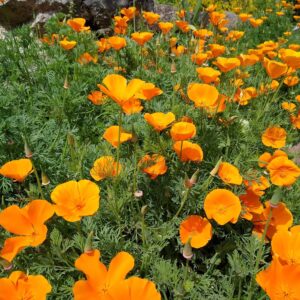 Alameda Post - a patch of orange poppies