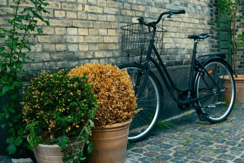 Alameda Post - Where I Park My Bike. A photo of a bike leaned on a wall next to some flower pots