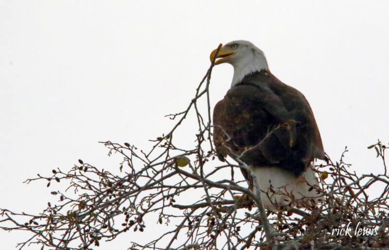 Alameda Post - One of the bald eagles that is nesting in Alameda. Photo Rick Lewis.