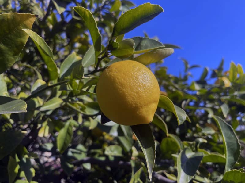 Alameda Post – Bear's-Eye View for January 30, 2023 – lemons