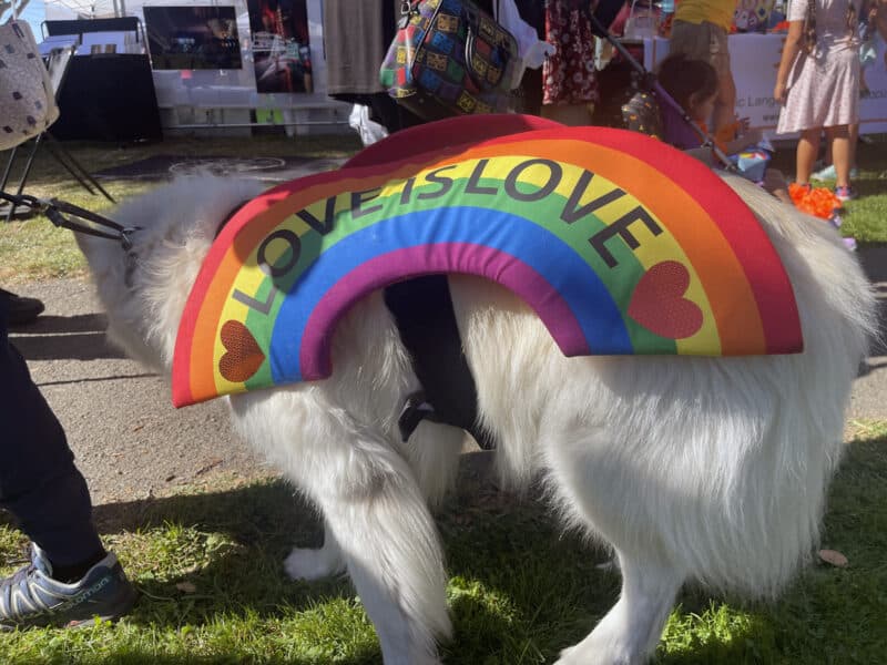 Alameda Post – Bear's-Eye View for January 1, 2023 – Pride Dog