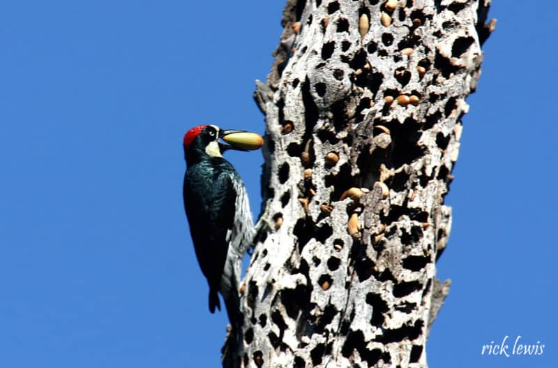 Alameda Post - a woodpecker holds an acorn in its mouth