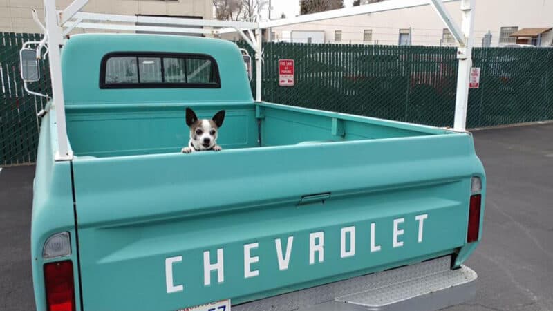 Alameda Post - a small white and brown dog with pointy ears pops up and looks out the back of a parked 1967 Chevrolet C10 Pickup Truck