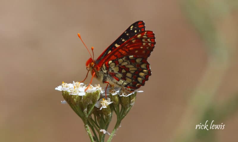 Alameda Post - a butterfly on a plant