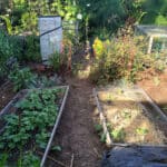 Alameda Post - two small outdoor garden beds covered in hexagonal see-through covers that look like wires or string