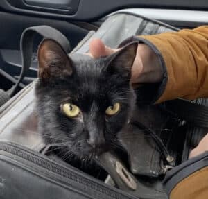 Alameda Post - a black cat with yellow eyes pokes its head out of a carrier