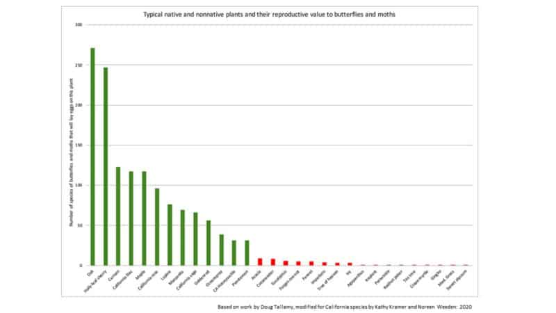 Alameda Post - a graph titled "Typical native and nonnative plants and their reproductive value to butterflies and moths." The Y axis says "number of species of butterflies and moths that will lay eggs on this plant." The X axis is a list of different species of plants. The native plants have between about 30 and 270 species of moths and butterflies that lay eggs on them. The non native plants, by comparison, look to have between 1 and 10. 