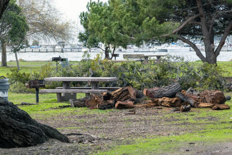 Alameda Post - trees down in a park from recent storms and flooding