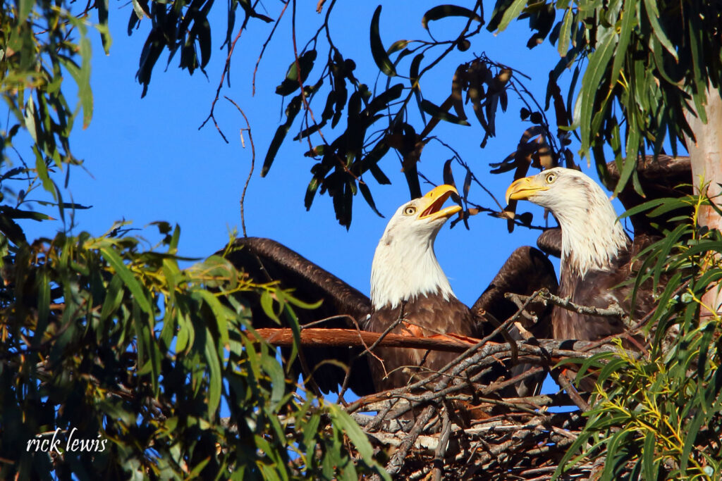 Alameda Post - a pair of bald eagles in a next