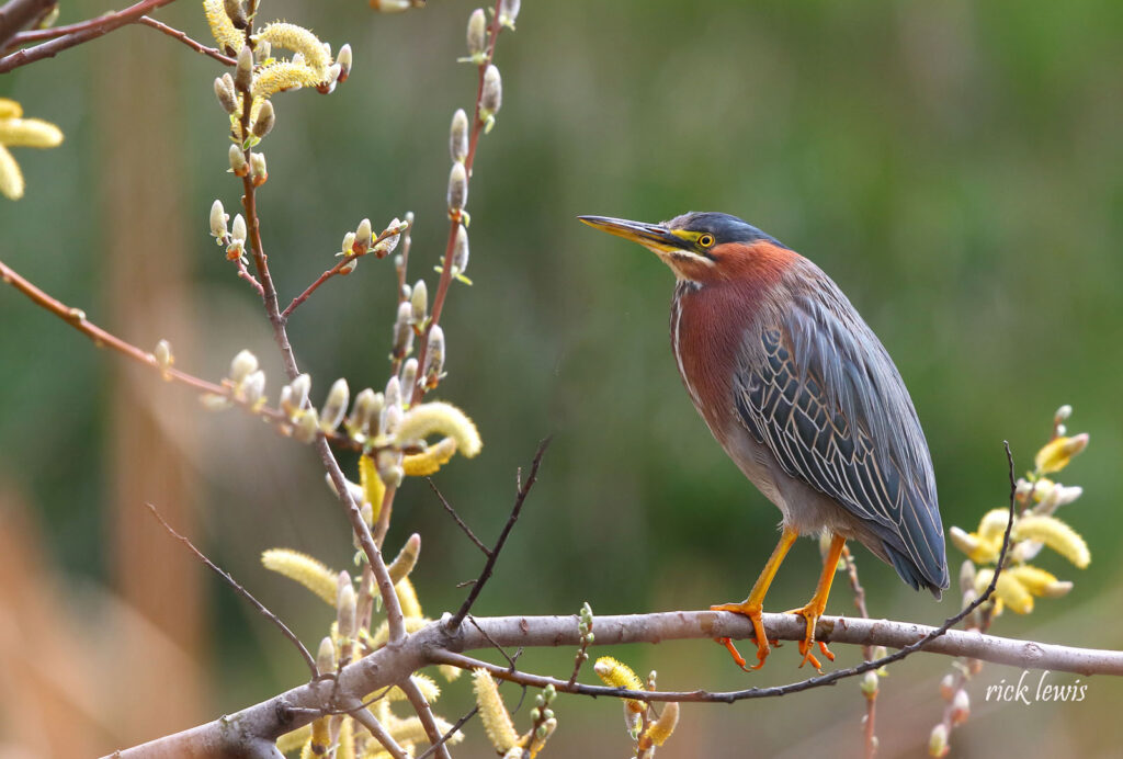 Alameda Post - a green heron sits on a branch