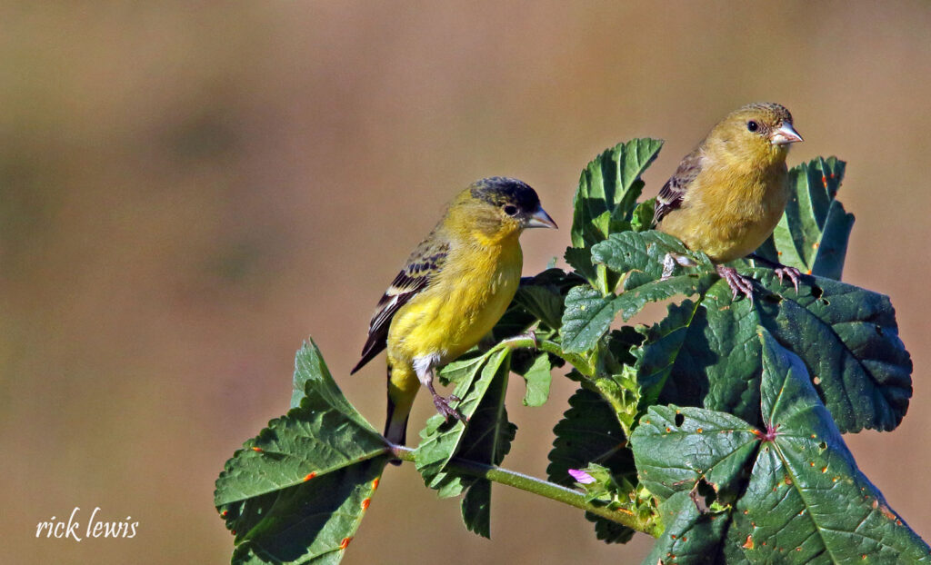 Alameda Post - a pair of small yellow and black lesser goldfinch birds on plant. 