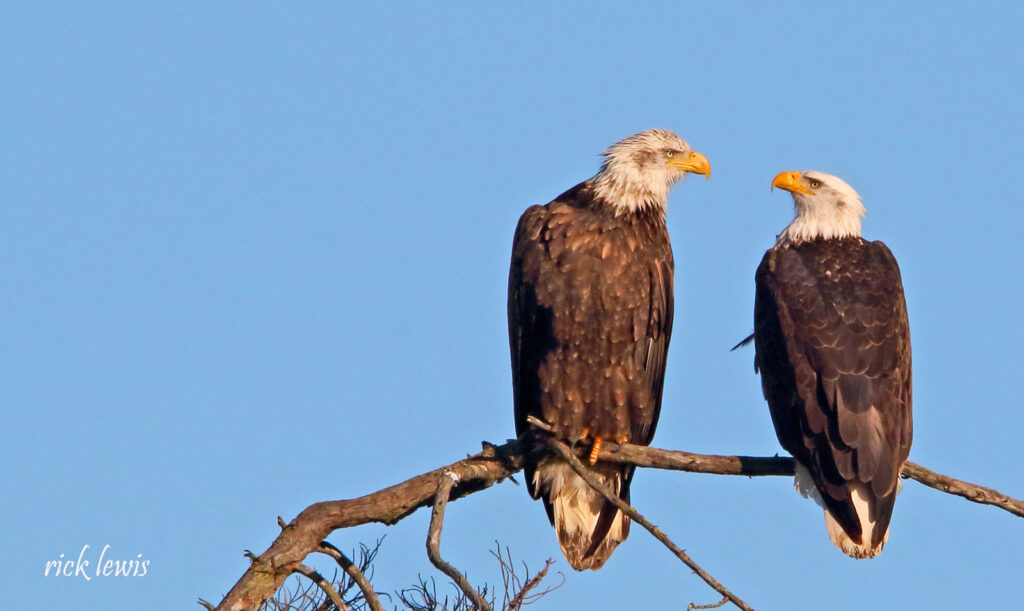 Alameda Post - a pair of bald eagles sit on a tree branch with a background of Blue Sky