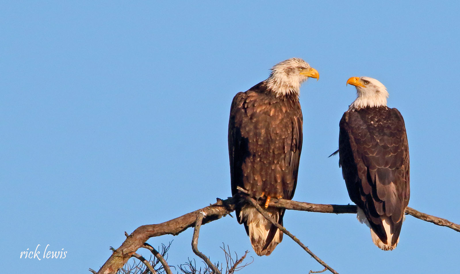 Head of a bald eagle print by Adam Jones