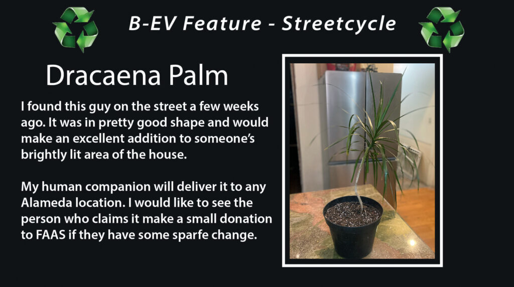 Alameda Post - Bear's-Eye View for February 12, 2023 – freecycle of a dracena palm tree