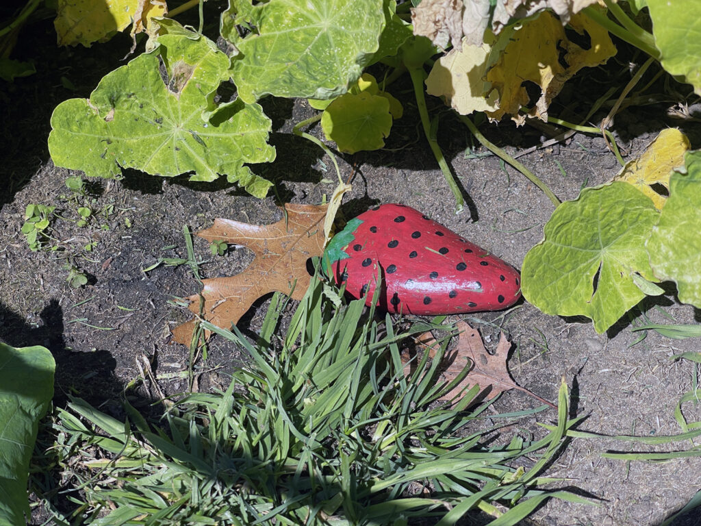 Alameda Post - Bear's-Eye View for February 12, 2023 – a rock painted to look like a strawberry