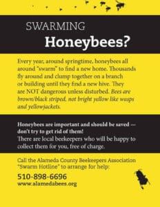 Alameda Post - an infographic in bright yellow and black stripes. It says "Swarming honeybees? Every year, around springtime, honeybees all around "swarm" to find a new home. Thousands fly around and clump together on a branch or building until they find a new hive. They are NOT dangerous unless disturbed. Bees are brown/black striped, not bright yellow list wasps and yellow jackets. Honeybees are important and should be save. Don't try to get rid of them! There are local beekeepers who will be happy to collect them for you, free of charge. Call the Alameda County Beekeepers Association "Swarm Hotline" to arrange to help. (510)-898-6696. www.alamedabees.org.