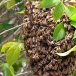 Alameda Post - a large swarm of bees clumped in a ball hanging from a tree.
