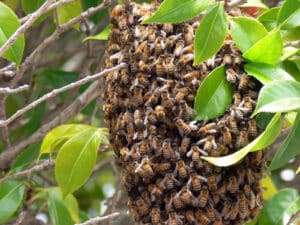 Alameda Post - a large swarm of bees clumped in a ball hanging from a tree.