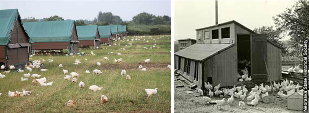 Alameda Post - photos of chicken coups