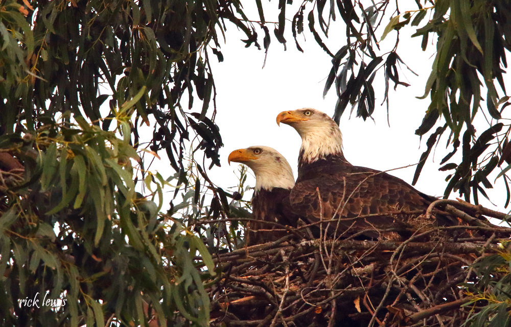 Alameda Post - A pair of bald eagles, photographed by Rick Lewis