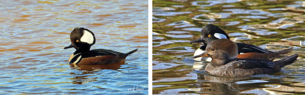 Alameda Post - Hooded merganser birds. One photo of a male on the water, and one photo of a male and female pair on the water