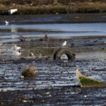 Alameda Post - Marbled Godwits and gulls forage for food in the trash-strewn mudflat near East Creek Slough in San Leandro Bay