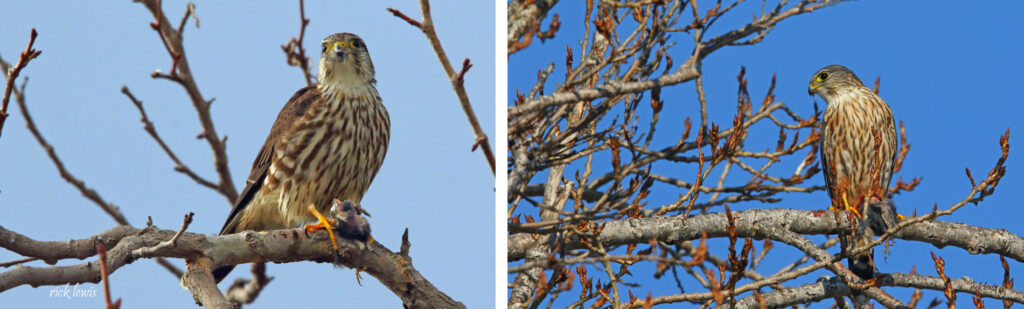 Alameda Post - two photos of a Merlin sitting in a tree holding a small dead bird in its claws