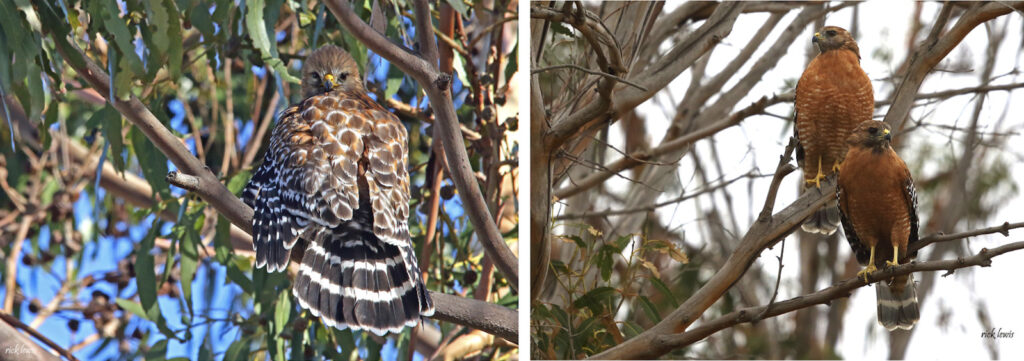 Alameda Post - two photos of Red Shouldered Hawks