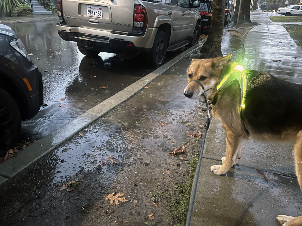 Alameda Post - Bear's-Eye View of Alameda for March 19, 2023 – Mouf in his lighted vest