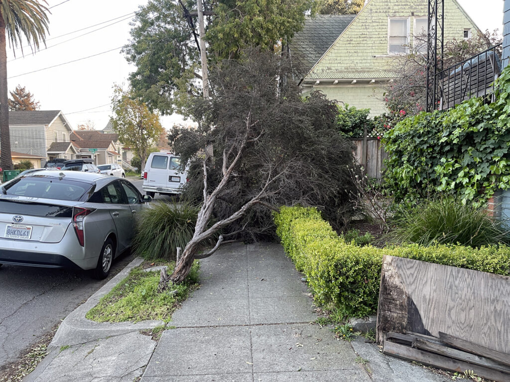 Alameda Post - Bear's-Eye View of Alameda for March 26, 2023 – a tree fallen across the sidewalk