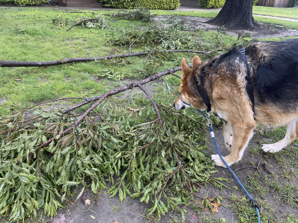 Alameda Post - Bear's-Eye View of Alameda for March 26, 2023 – Mouf sniffs at some downed branches