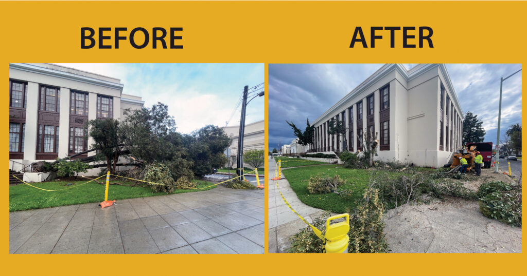 Alameda Post - Bear's-Eye View of Alameda for March 26, 2023 – Downed tree before and after