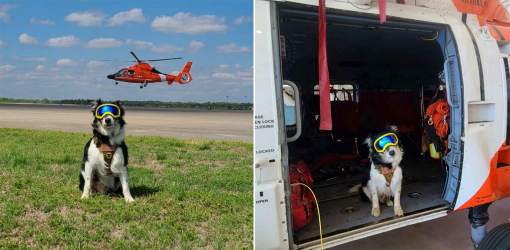 Alameda Post - Bear's-Eye View of Alameda for March 19, 2023 – Taz the Coast Guard K9 goose chaser.