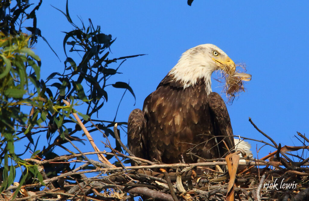 Alameda Post - Big Junior the bald eagle female