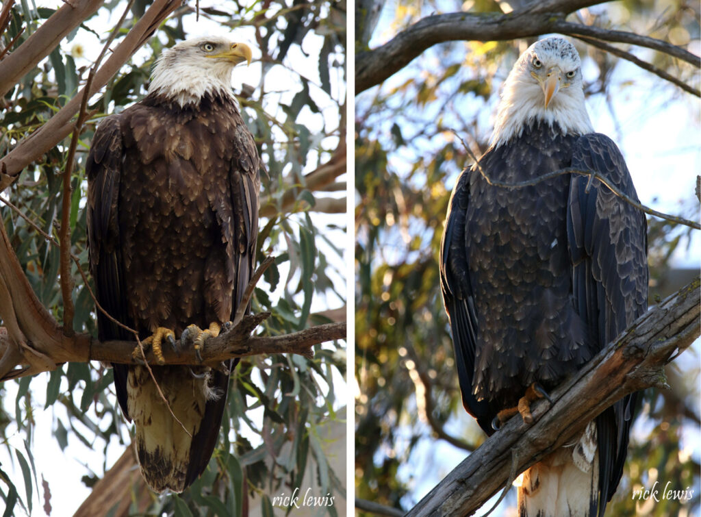 Alameda Post - two photos of the female eagle in trees