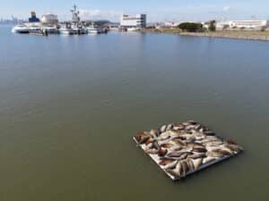 Alameda Post - Harbor seals on the float.