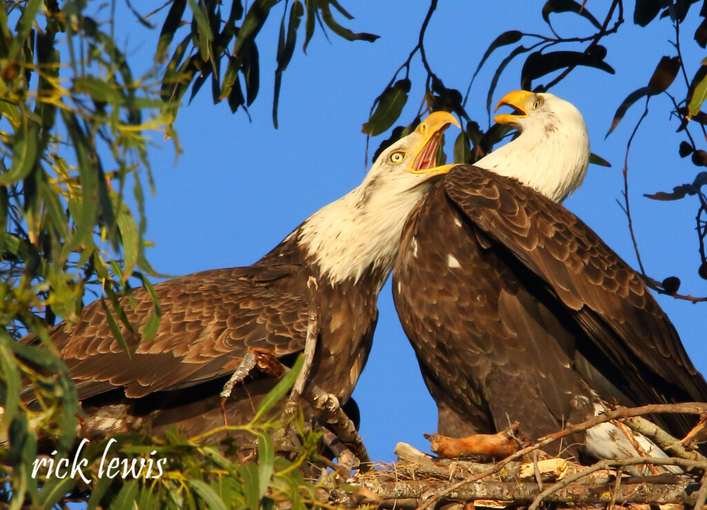 Alameda Post - a pair of Eagles in a nest