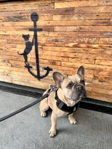 Alameda Post - Valentina the French Bulldog sits in front of the counter at Mosely's Cafe