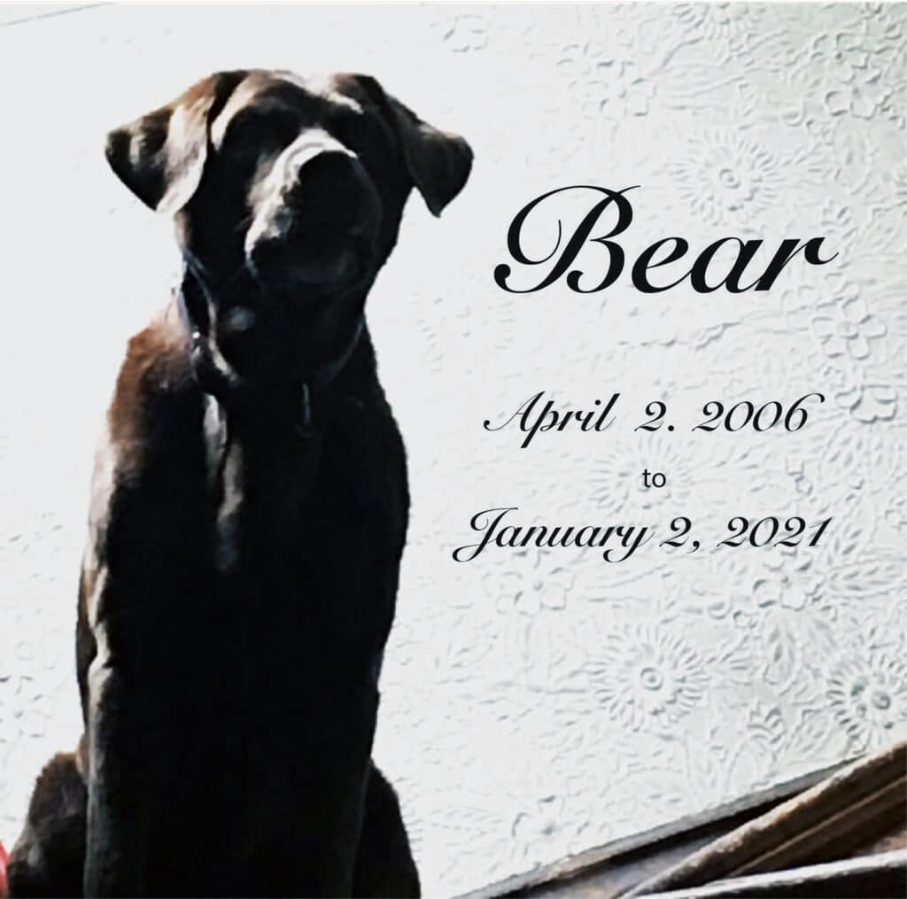 Alameda Post - Bear's-Eye View of Alameda for April 16, 2023 – In Memory of Bear