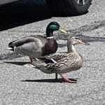 Alameda Post - Bear's-Eye View of Alameda for April 23, 2023 – Mallard pair