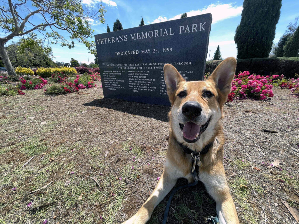 Alameda Post - Bear's-Eye View of Alameda for May 29, 2023 – Mouf at Veterans Park