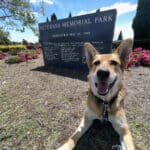 Alameda Post - Bear's-Eye View of Alameda for May 29, 2023 – Mouf at Veterans Park