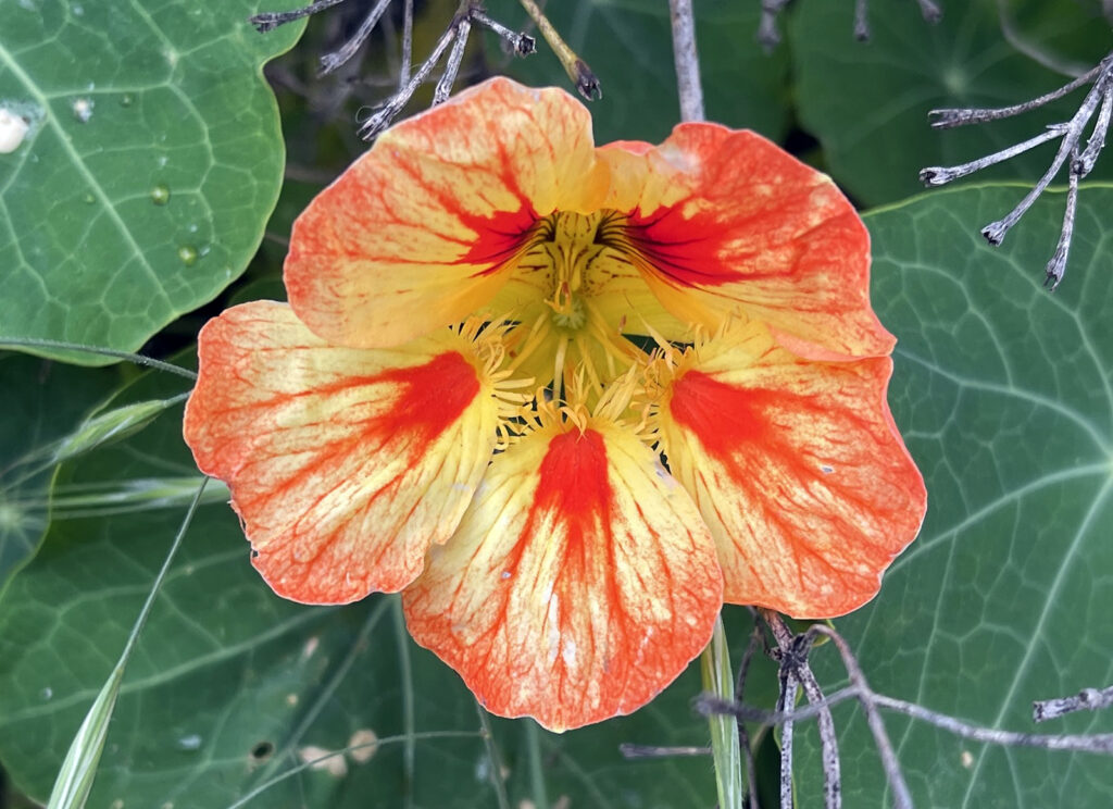 Alameda Post - Bear's-Eye View of Alameda for May 24, 2023 – a multicolored nasturtium flower